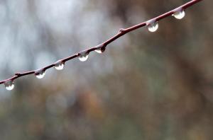 raindrops-branch by pippalou